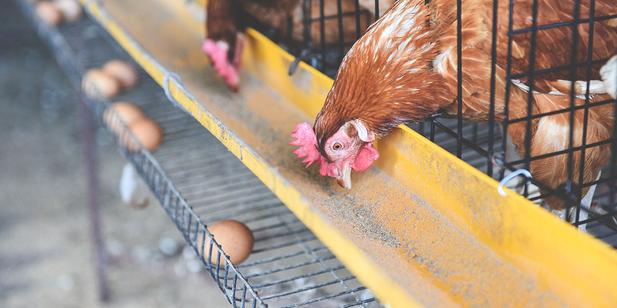 畜牧養(yǎng)殖行業(yè)